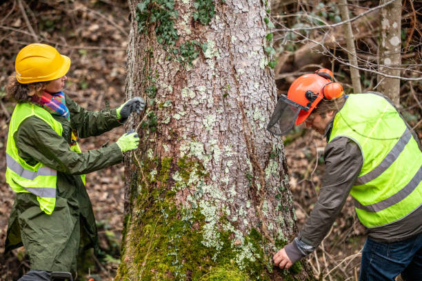 How Our Tree Care Process Works  in  Mattawa, WA