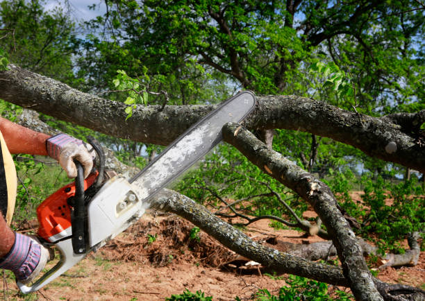 Trusted Mattawa, WA Tree Care Experts